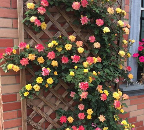 一年四季开花的爬藤月季
