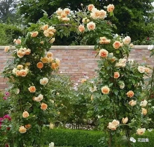 耐晒的藤本月季