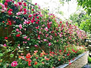 乔木灌木草本属于什么结构