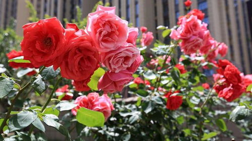 最值得入手的微型月季品种