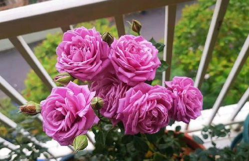 好看好养的月季品种推荐