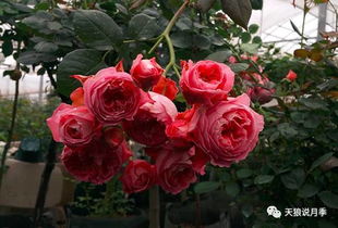 最推荐的天狼月季品种