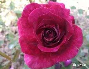 珊瑚礁月季优缺点