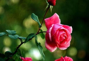 世界排名第一月季花