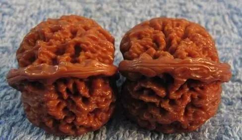 中国古老月季品种大全