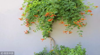 乔木灌木藤本植物和草本植物的区别