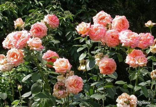 被月季花刺了肿了有问题吗