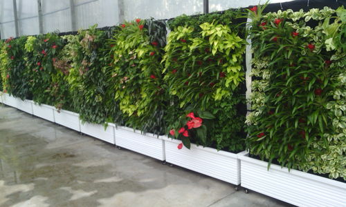 阳台花箱植物配置图片