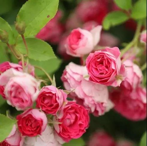 藤本月季胭脂扣