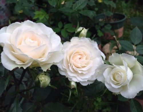 最美的月季花品种