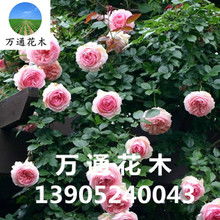 大型藤本月季有哪些品种呢