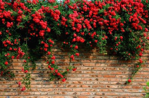 爬藤月季和月季的区别