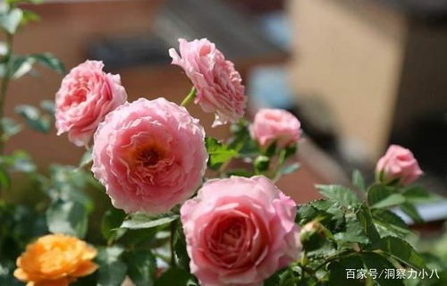 海神王阳台月季