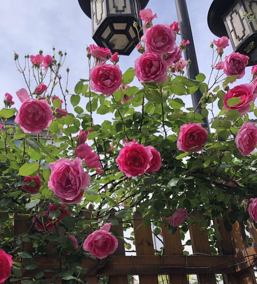 最容易爬藤的4种月季,5月开成 一面 花墙,开花上百朵