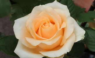 最美的几种切花月季