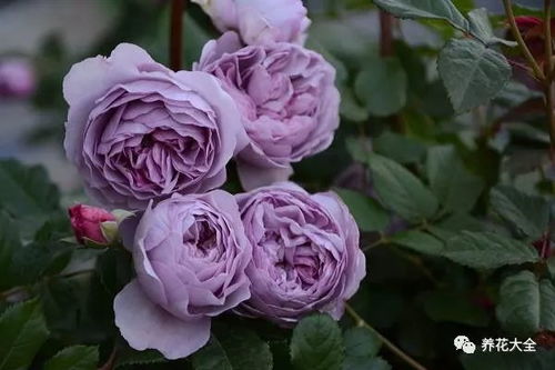 后悔种的月季薰衣草花环