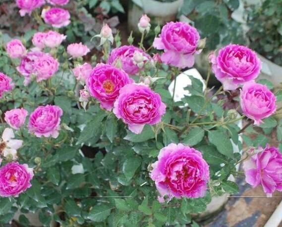 最值得入的十大月季