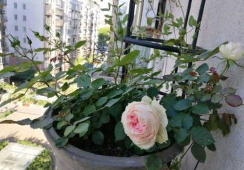 门廊绒球一年开几次花