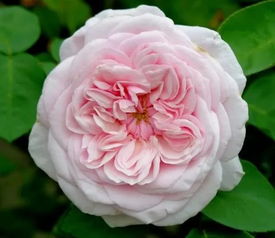 夏洛特夫人和真宙哪个好