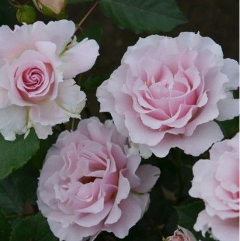 大花浓香月季十大品种