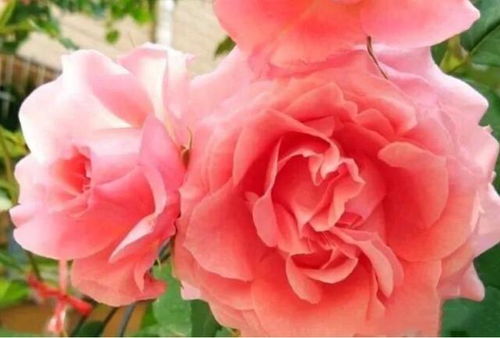 天狼讲珊瑚果冻月季