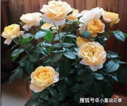 3种漂亮花,好看又好养,放在室外冻一冻,来年开花多又大 花卉 养护 月季花 