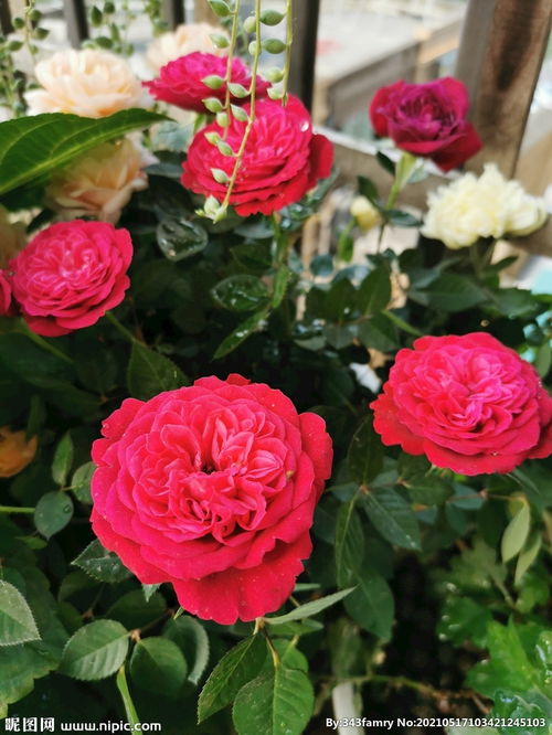 阳台月季图片大全大图