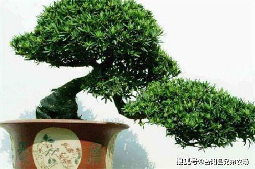 最耐阴的十大树