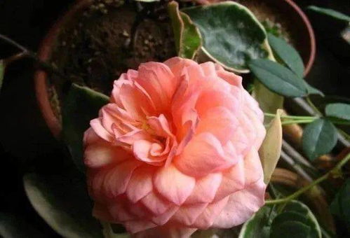 买了不后悔的月季品种