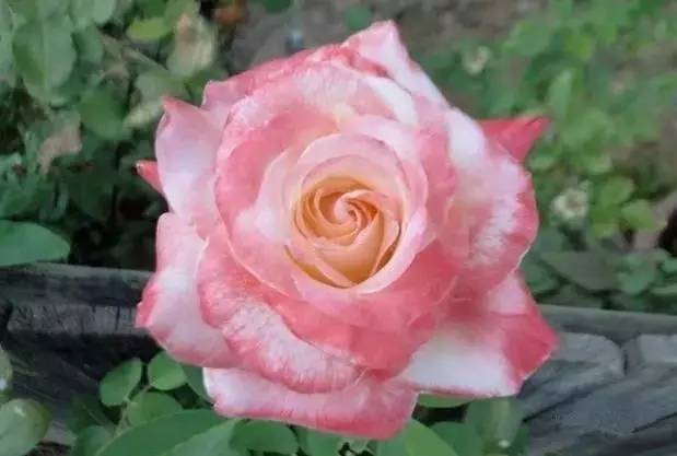 戴安娜月季优缺