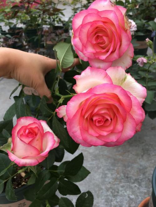 诺娃阳台月季淘汰