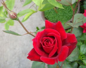 什么叫切花月季品种