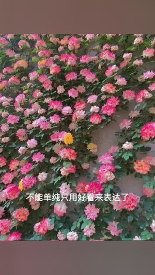 哪种爬藤月季最好养四季开花