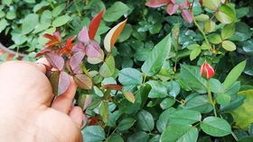 藤本和灌木有什么区别