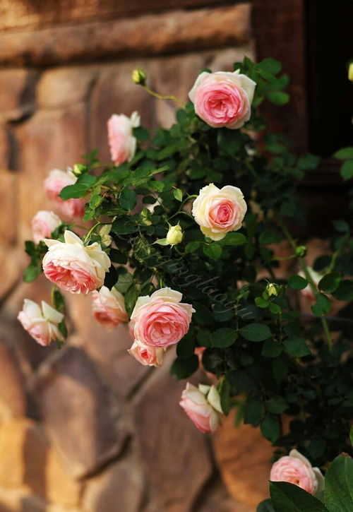 什么月季适合阳台养而且花量多