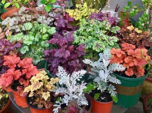 户外耐寒又耐热的花