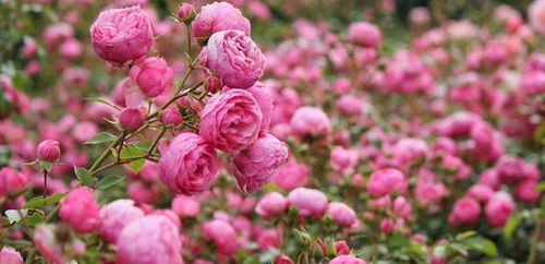 安吉拉和艾拉绒球哪个好