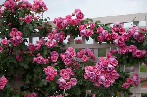 藤本月季艾拉绒球