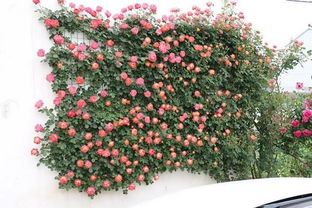 30种可藤可灌的月季花