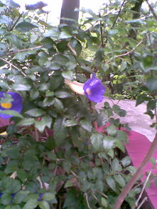 朱丽叶是藤本还是灌木