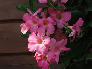 一年四季都开花的爬藤植物