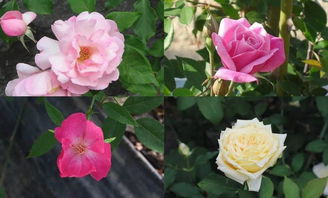 真正的中国古老月季