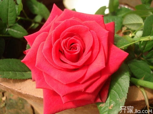 切花月季是什么意思