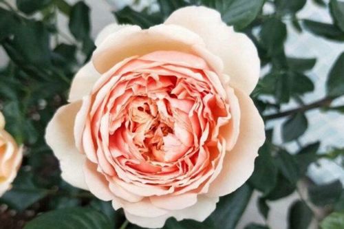 十大勤花月季排名