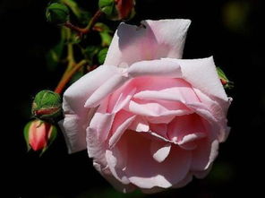 蔷薇是灌木还是乔木