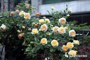 一墙芬芳,打造属于你的月季花海 