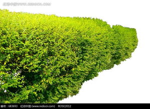 乔木草本灌木地理知识