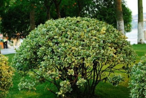 适合做绿化的低矮灌木