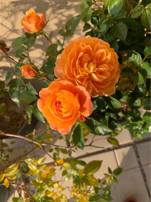 最好养的月季品种有哪些