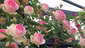 胭脂扣月季可以当灌木吗